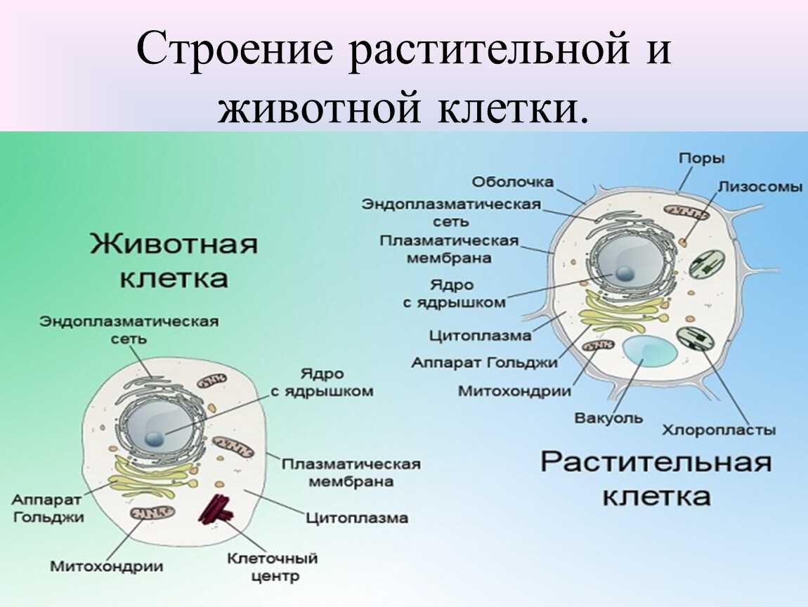 Что такое биотехнология?