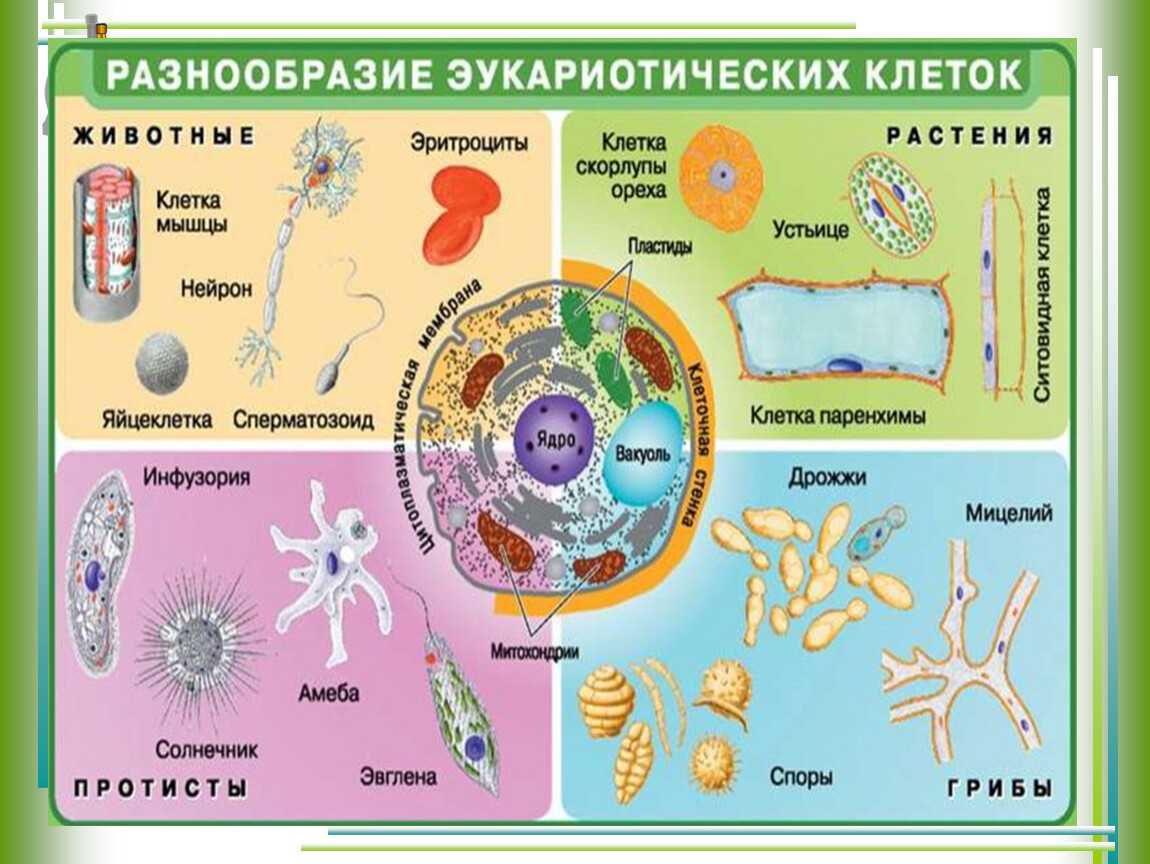 Ученые хранят цифровые изображения в днк и легко извлекают их