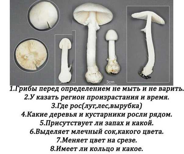 Список лучших приложений для определения растений по фото