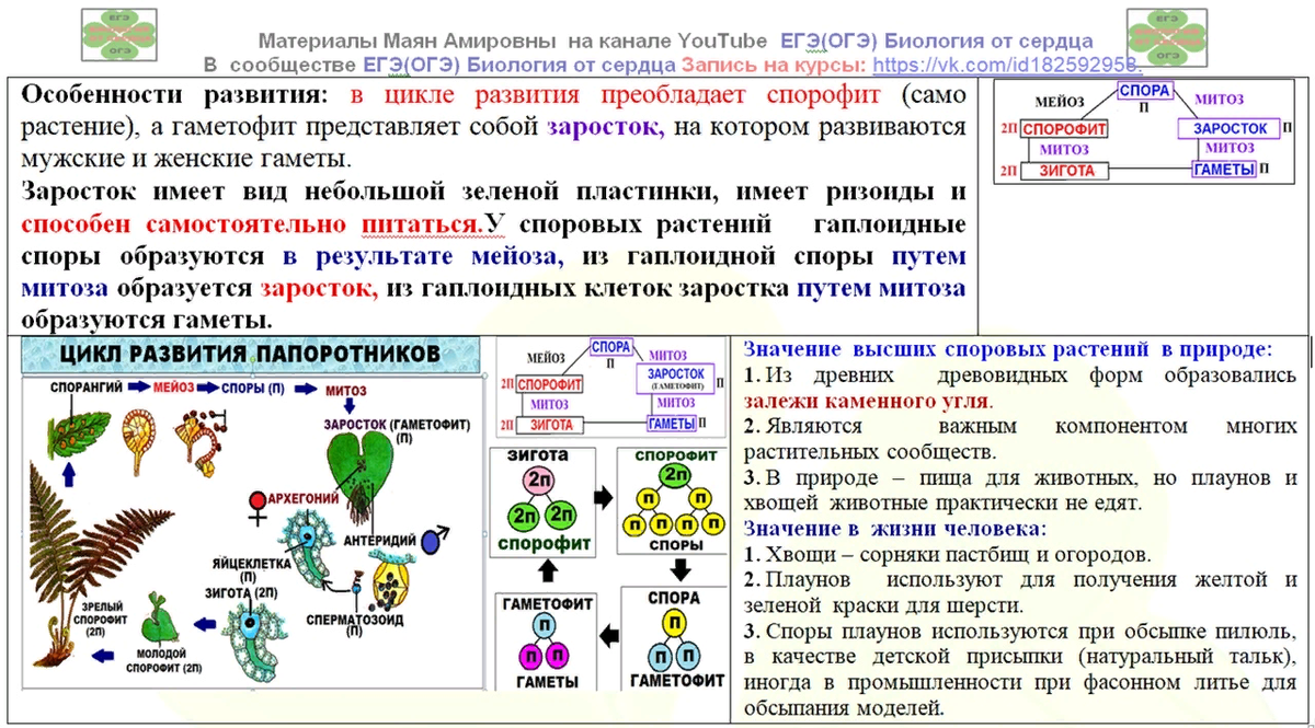 Компания по ридшерингу — wikixw