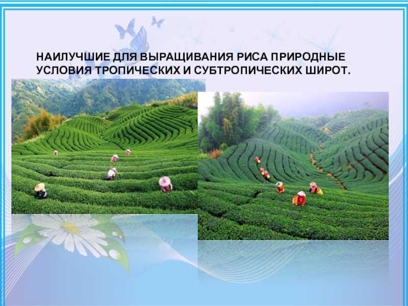 В погоне за белым золотом. на кубани стартовала уборка риса
