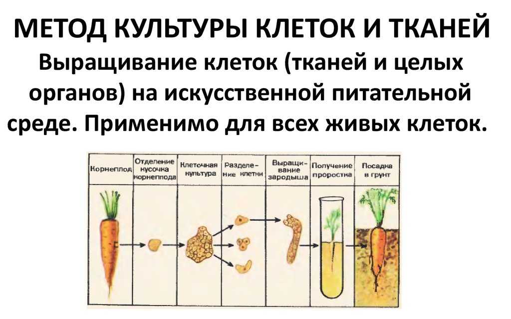 Методы биологических исследований